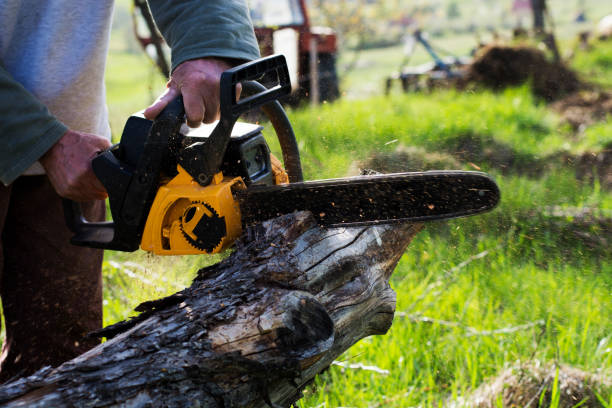 Trusted Russellton, PA Tree Care Experts