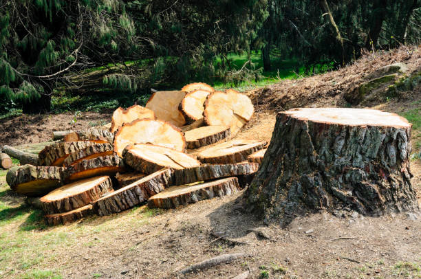 How Our Tree Care Process Works  in  Russellton, PA